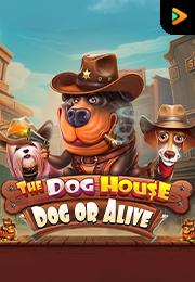 The Dog House - Dog or Alive